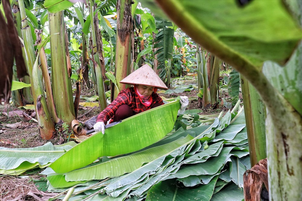 Lá[-]chuối[-]thay[-]nilon,[-]người[-]dân[-]kiếm[-]bạc[-]triệu[-]từ[-]nghề[-]chặt[-]lá[-]chuối
